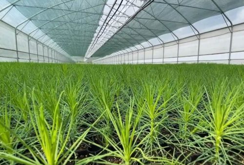 Модернизация иркутского лесопитомника увеличит производство сеянцев на 1,5 млн